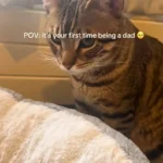 First-Time Cat Dad Meets His Kittens - His "Now What?" Reaction Melts Hearts