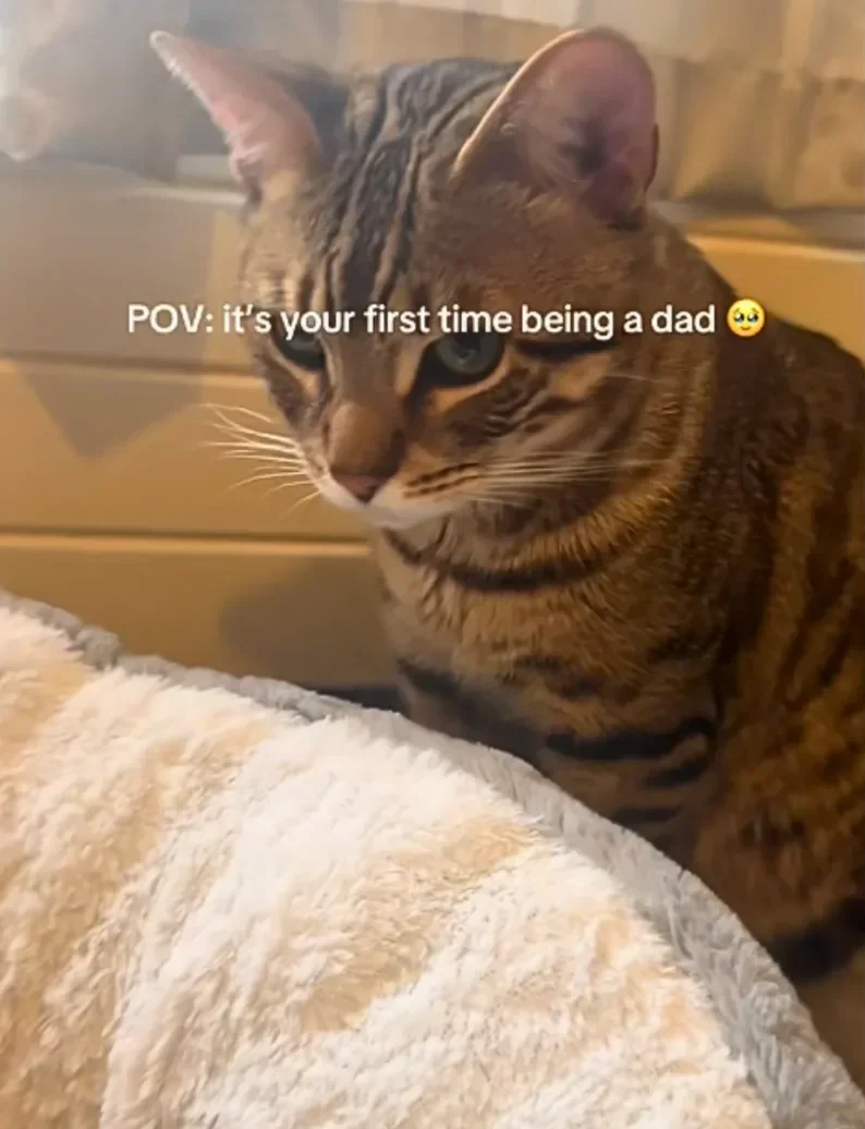 First-Time Cat Dad Meets His Kittens - His "Now What?" Reaction Melts Hearts