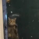Loyal Cat Waits by the Door for Owner - Their Reaction Is Simply Precious