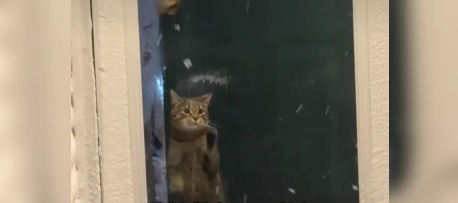 Loyal Cat Waits by the Door for Owner - Their Reaction Is Simply Precious