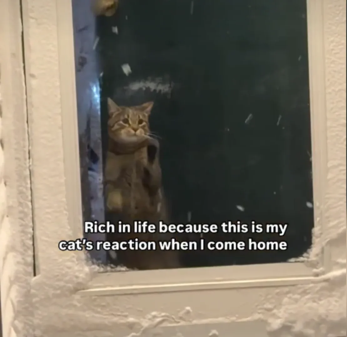 Loyal Cat Waits by the Door for Owner - Their Reaction Is Simply Precious