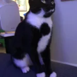 Man Leaves Cat Alone for the First Time - CCTV Footage Leaves Him Speechless
