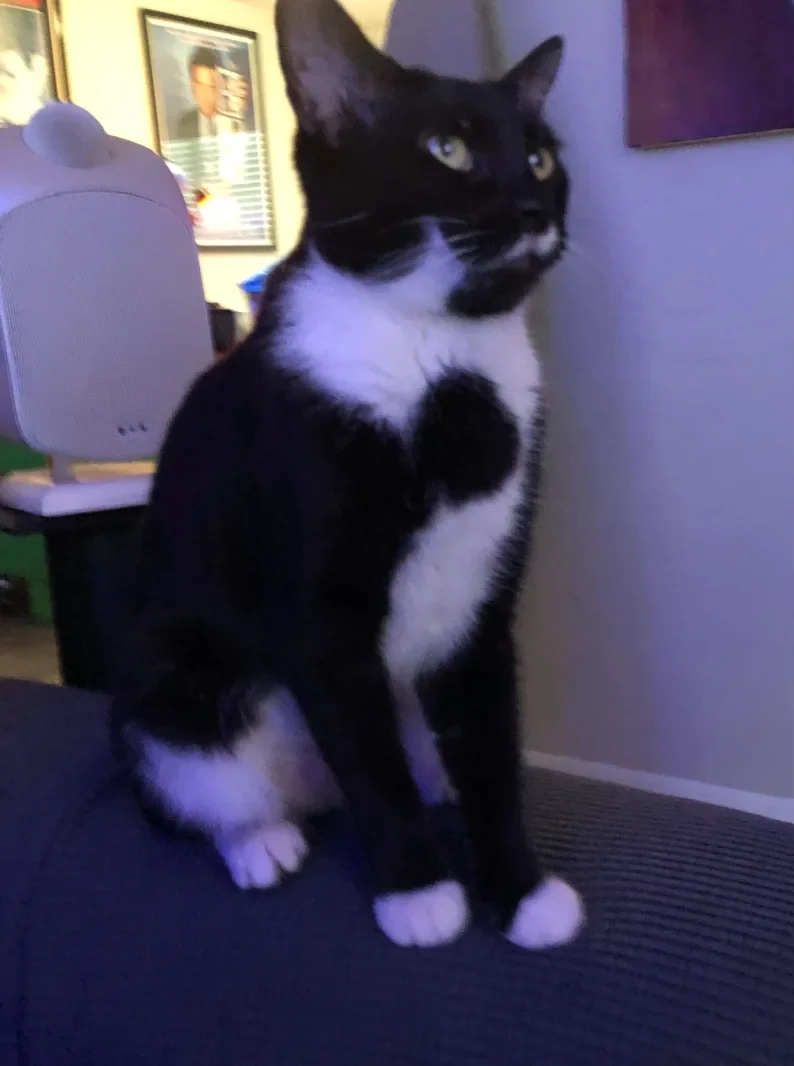 Man Leaves Cat Alone for the First Time - CCTV Footage Leaves Him Speechless