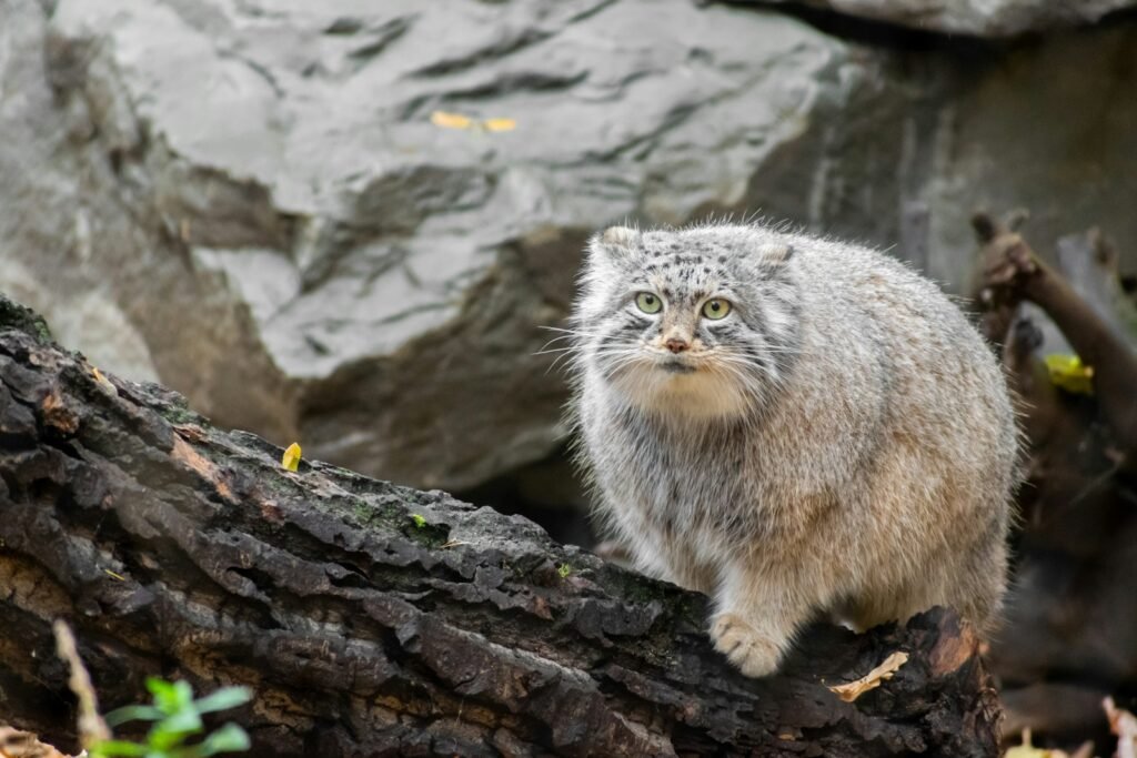 Pallas's Cats: Fluffy Felines with Hobbit-Like Grit and Eternal Scowls