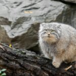 Pallas's Cats: Fluffy Felines with Hobbit-Like Grit and Eternal Scowls