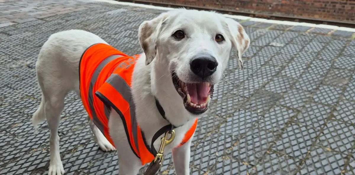 Deaf Rescue Dog's Wild Dash for Signed 'Walk' Reveals Power of Patient Communication