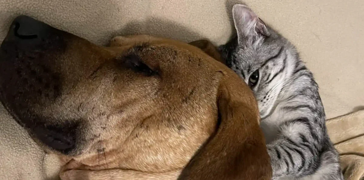 Traumatized Rescue Dog Gains Confidence Through Bond with Playful Foster Kitten