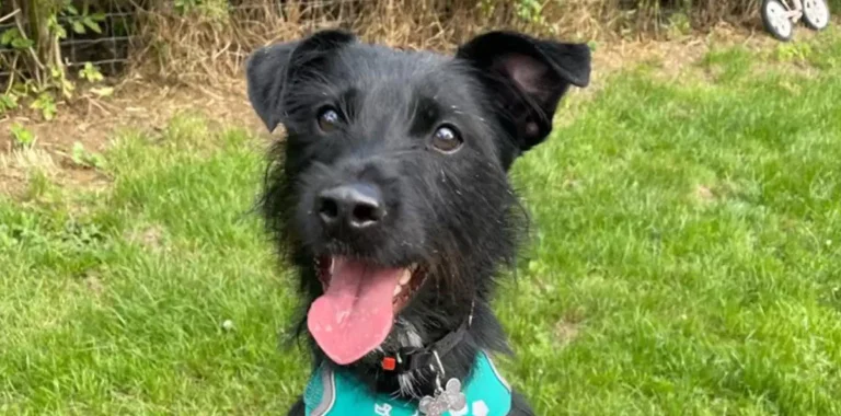 Rescue Patience Transforms Dog Facing Euthanasia After Brief Adoption