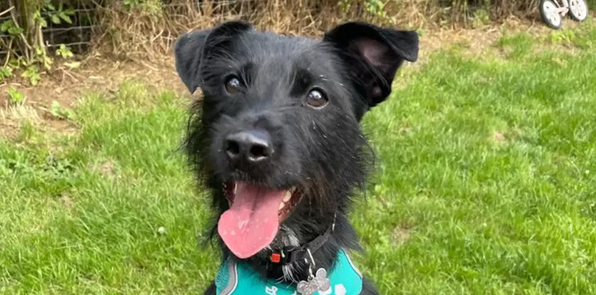 Rescue Patience Transforms Dog Facing Euthanasia After Brief Adoption