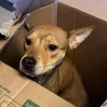 In Freezing Pennsylvania Cold, Shelter Staff Open Taped Box to Rescue Terrified Puppy