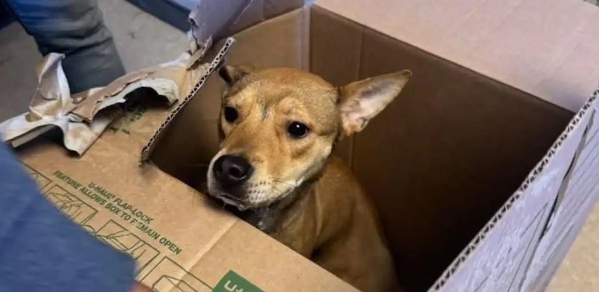 In Freezing Pennsylvania Cold, Shelter Staff Open Taped Box to Rescue Terrified Puppy