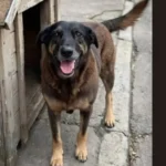 Justice for Orelha: Brazil's Massive Protests Demand Accountability for Beloved Dog's Death