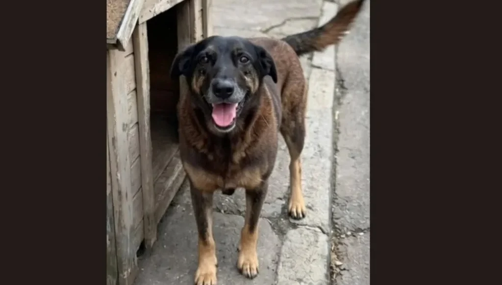 Justice for Orelha: Brazil's Massive Protests Demand Accountability for Beloved Dog's Death