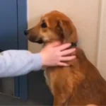 Given the 'Wrong' Dog at a Shelter, Woman Makes an Unexpected Choice