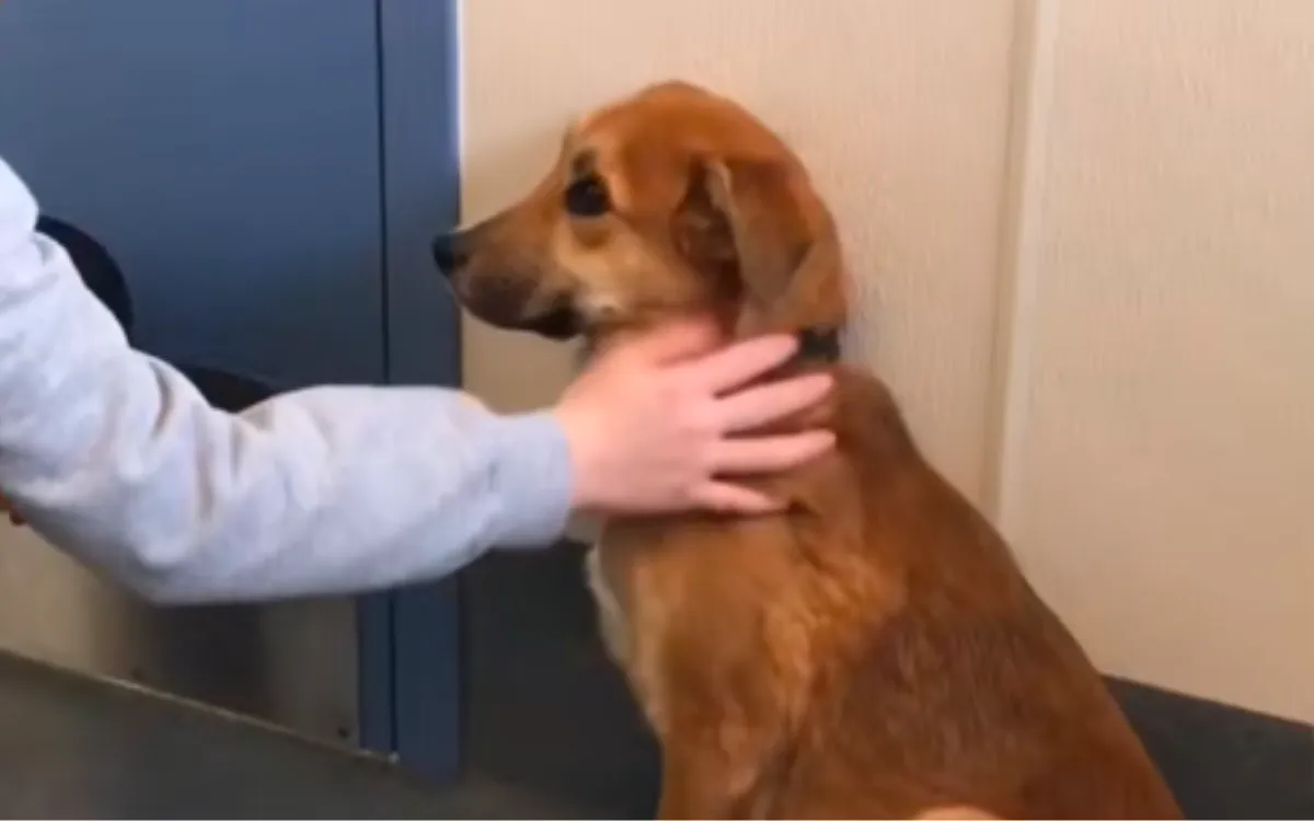 Given the 'Wrong' Dog at a Shelter, Woman Makes an Unexpected Choice