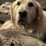 Cat's Gentle Reassurance Transforms Life of Anxious Puppy Mill Rescue Dog