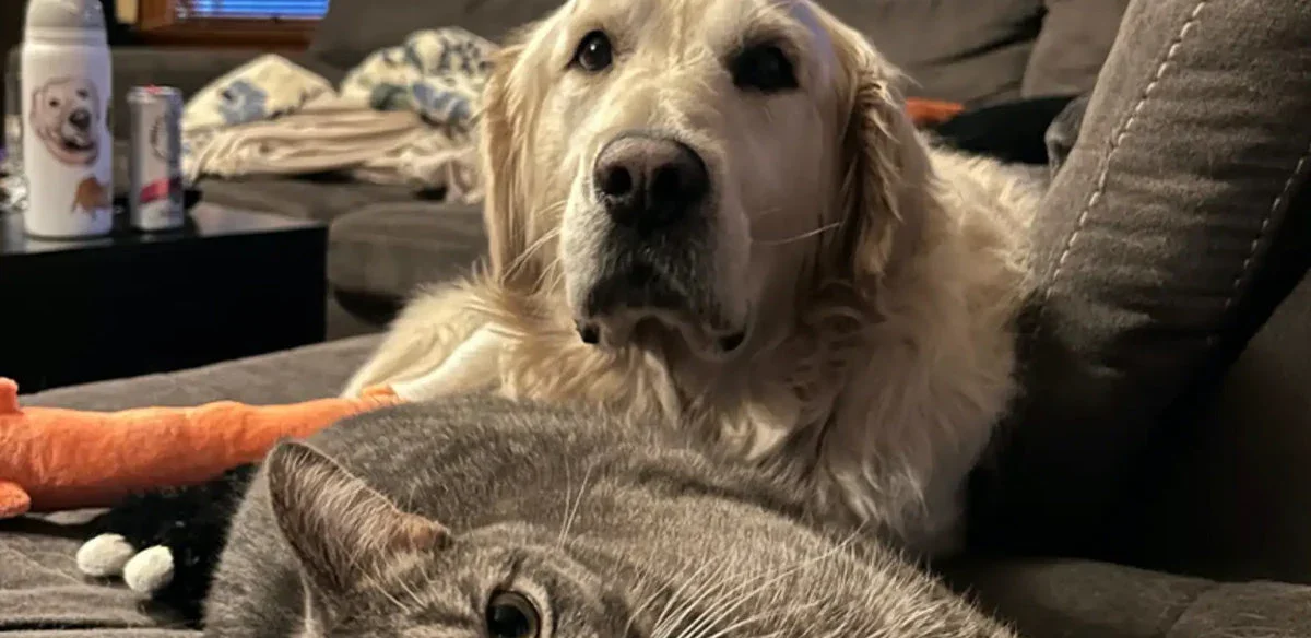 Cat's Gentle Reassurance Transforms Life of Anxious Puppy Mill Rescue Dog