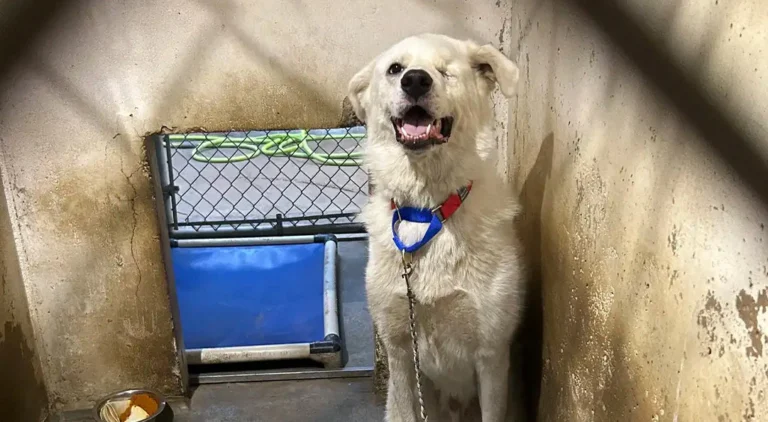 432 Days of Resilience: Puppy's Journey from Shelter Heartache to Forever Home