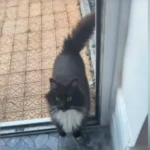 Cat That ‘Left Home’ 6 Years Ago Returns—Owner Shocked by the Reason for Reunion