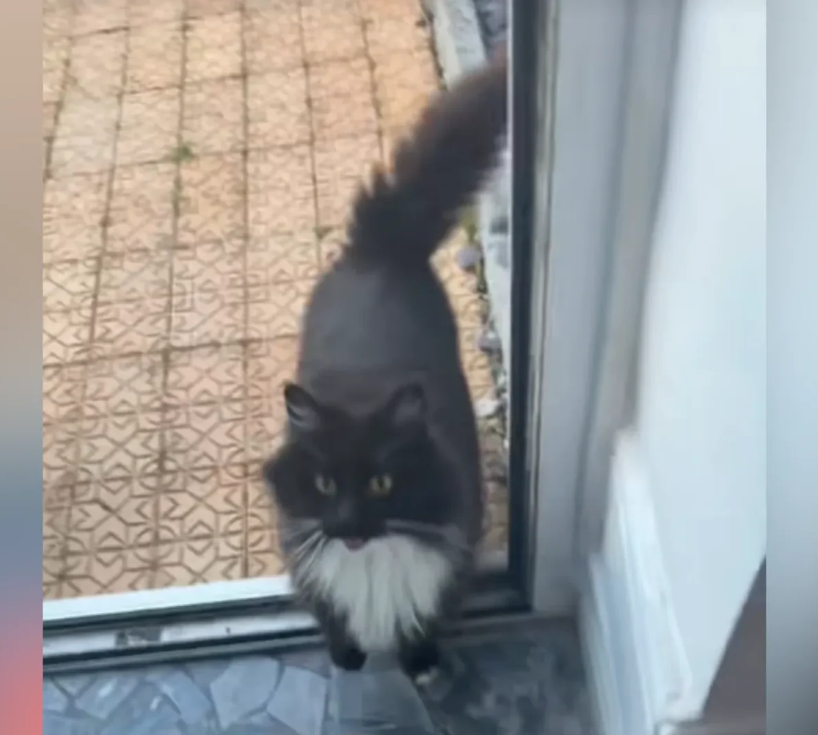 Cat That ‘Left Home’ 6 Years Ago Returns—Owner Shocked by the Reason for Reunion