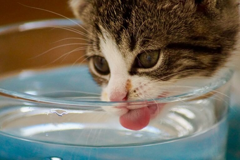 Lethargy Signals Trouble: Spot Dehydration Before It Worsens