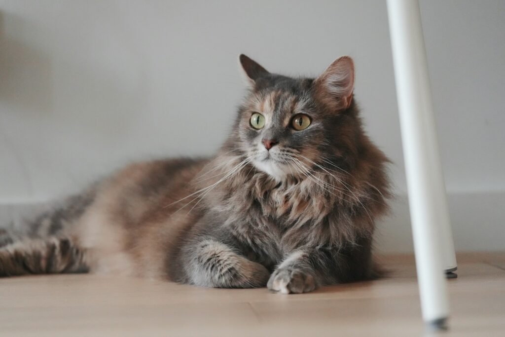 1. Your Cat Positions Itself Between You and Strangers