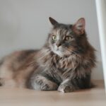 1. Your Cat Positions Itself Between You and Strangers