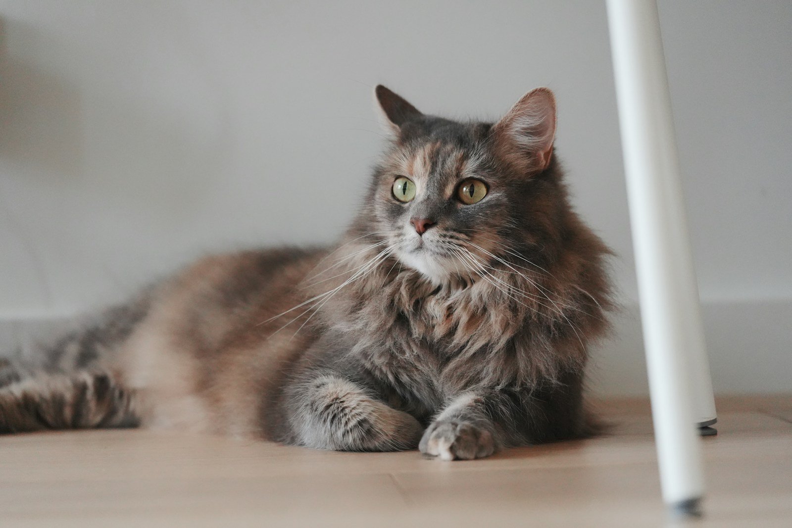 1. Your Cat Positions Itself Between You and Strangers