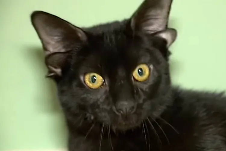 Dobby, the Rare Four-Eared Beauty, Is Searching for a Forever Home