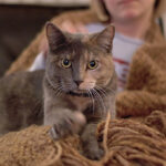 8 Subtle Ways Your Cat Asks for Your Undivided Attention