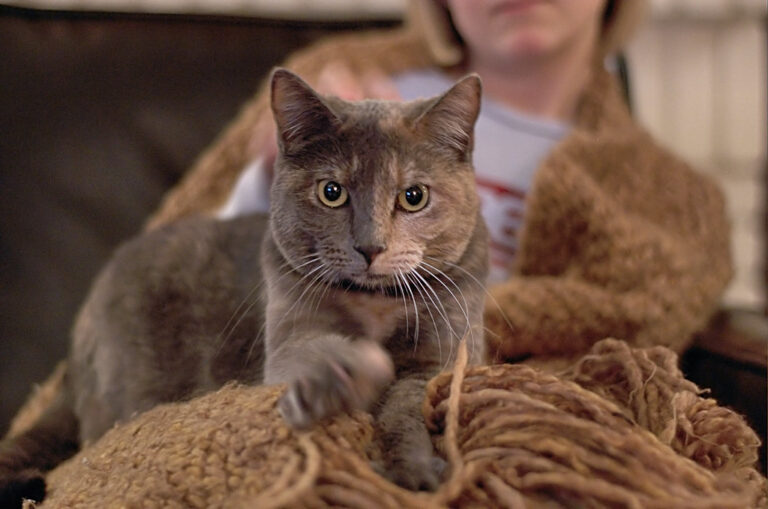 8 Subtle Ways Your Cat Asks for Your Undivided Attention
