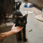 How Can You Tell If Your Cat Trusts You Completely?