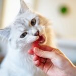 10 Premier Cat Foods for Optimal Feline Nutrition