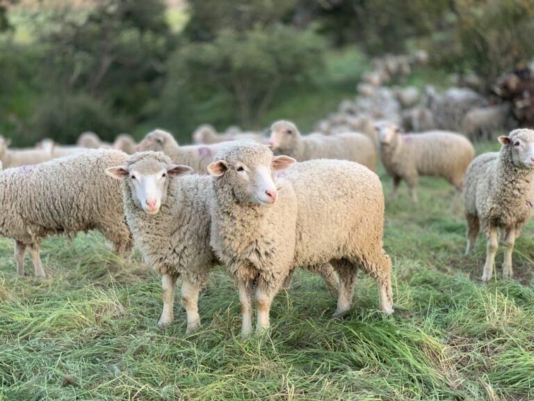 A Sheep's Legacy Ignites a Movement
