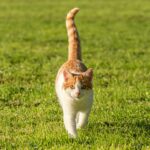 10 Clever Ways Cats Communicate Without Making a Sound
