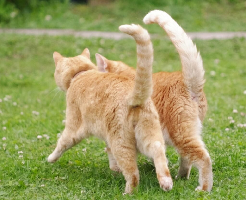 The Quivering Tail Shows Pure Excitement 