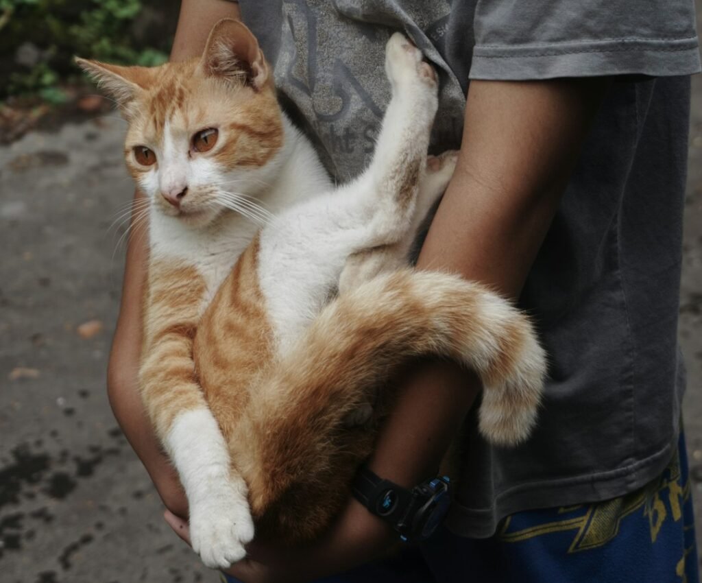 The Tail Wrap: A Feline Hug in Disguise