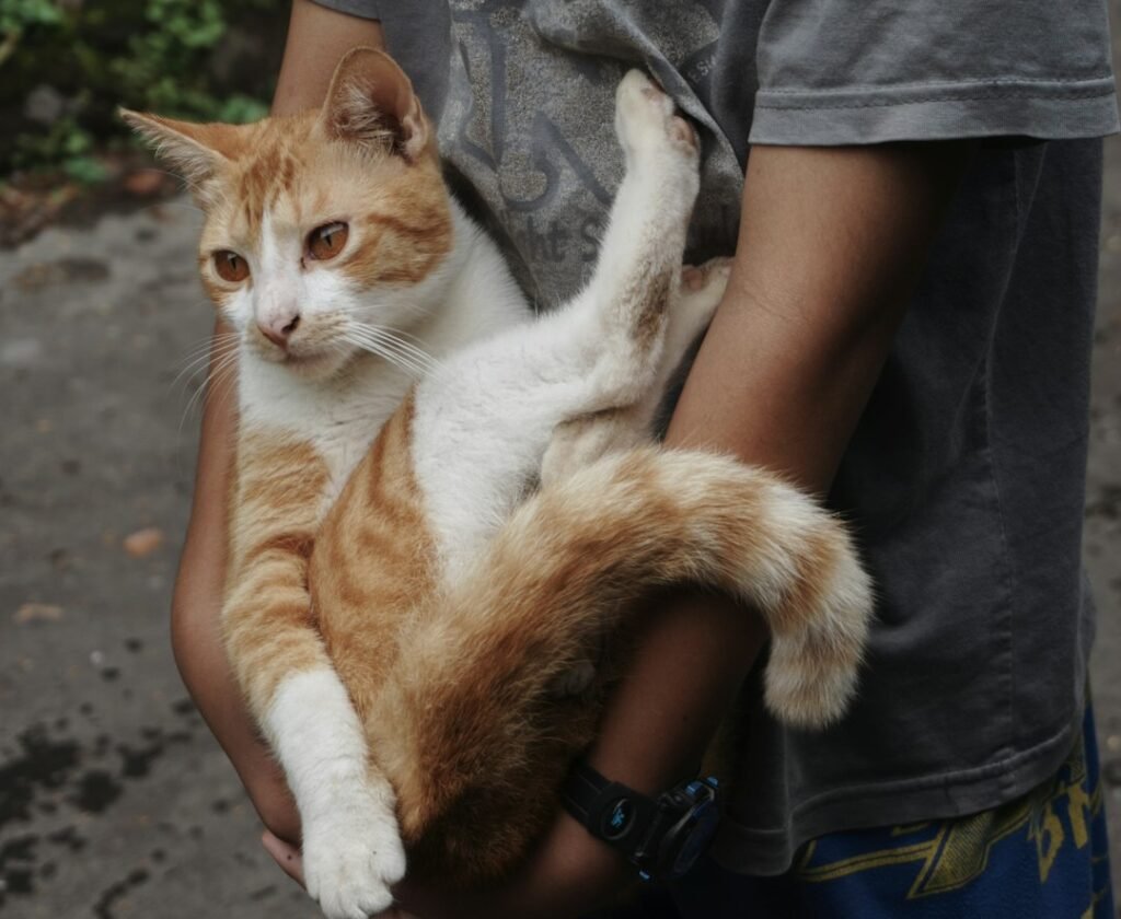 Wrapping Their Tail Around You Is a Feline Hug