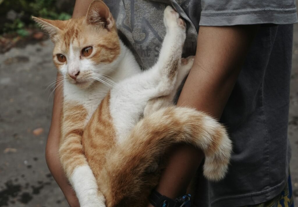 The Tail Wrap: The Feline Version of a Hug