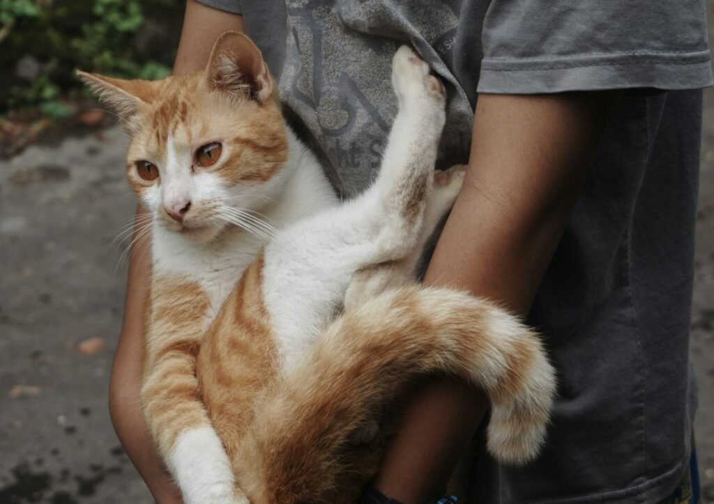 The Wrapped Tail Speaks of Affection 