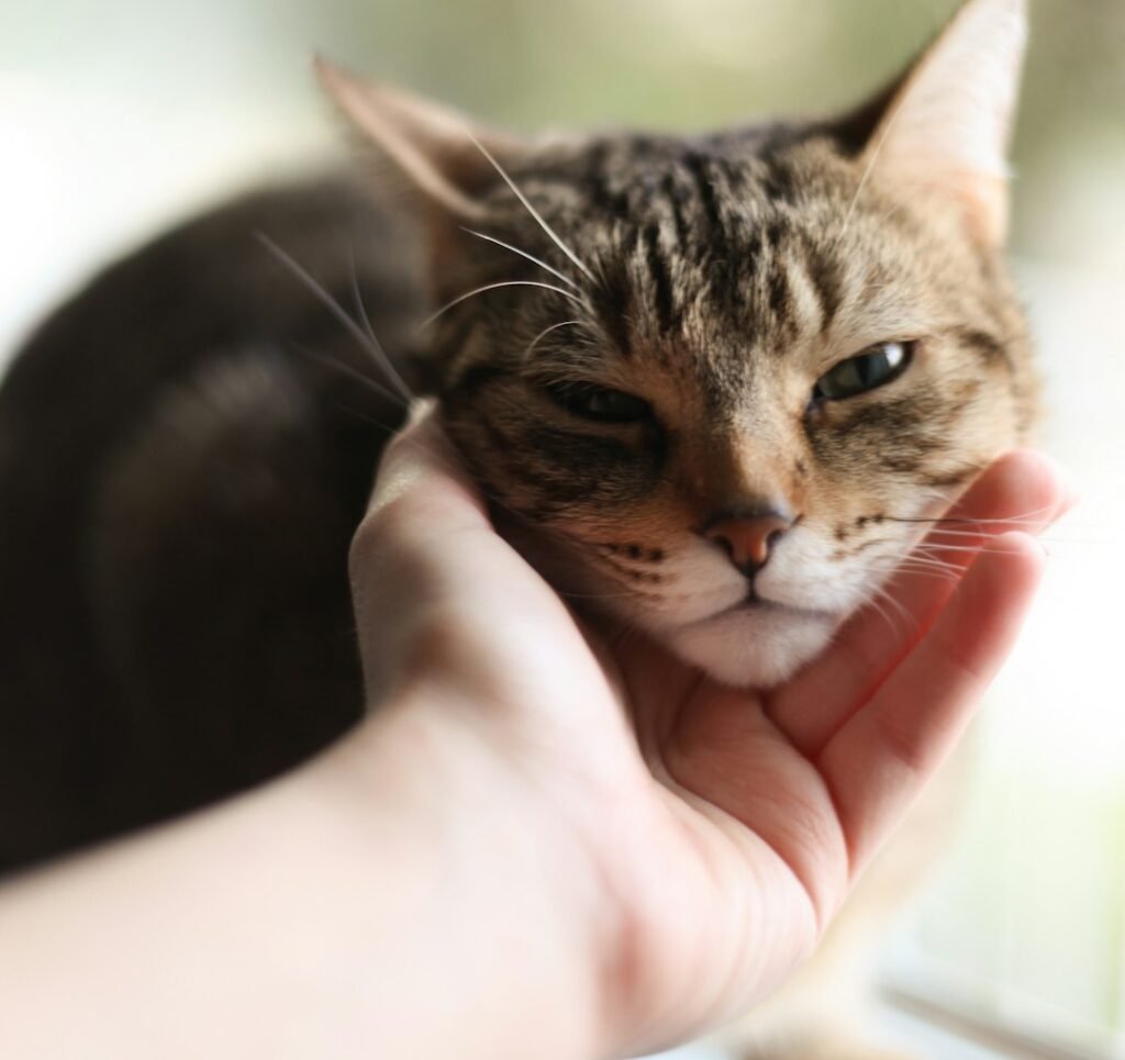 Your Cat Is Showing You They Feel Safe