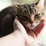 What Your Cat Is Actually Saying