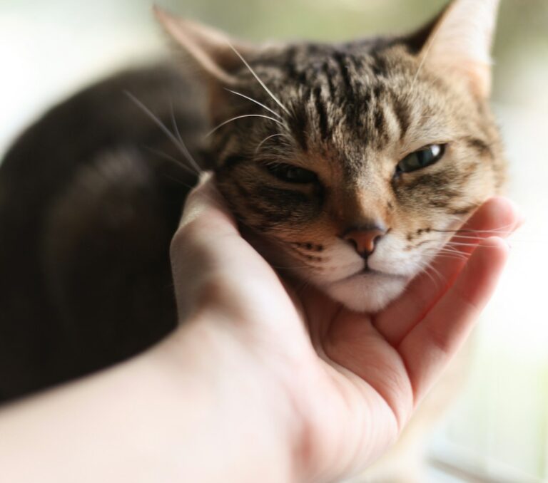 What Your Cat Is Actually Saying