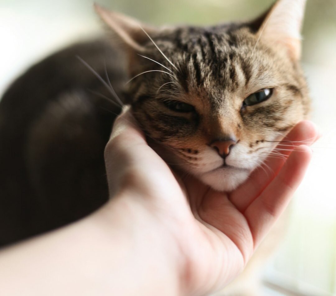 What Your Cat Is Actually Saying