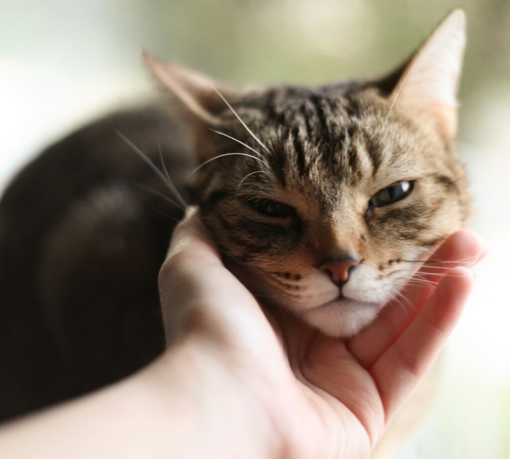 What Your Cat Is Really Saying