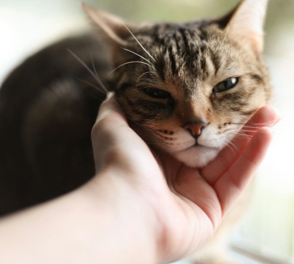 A Sign of Trust and Affection 