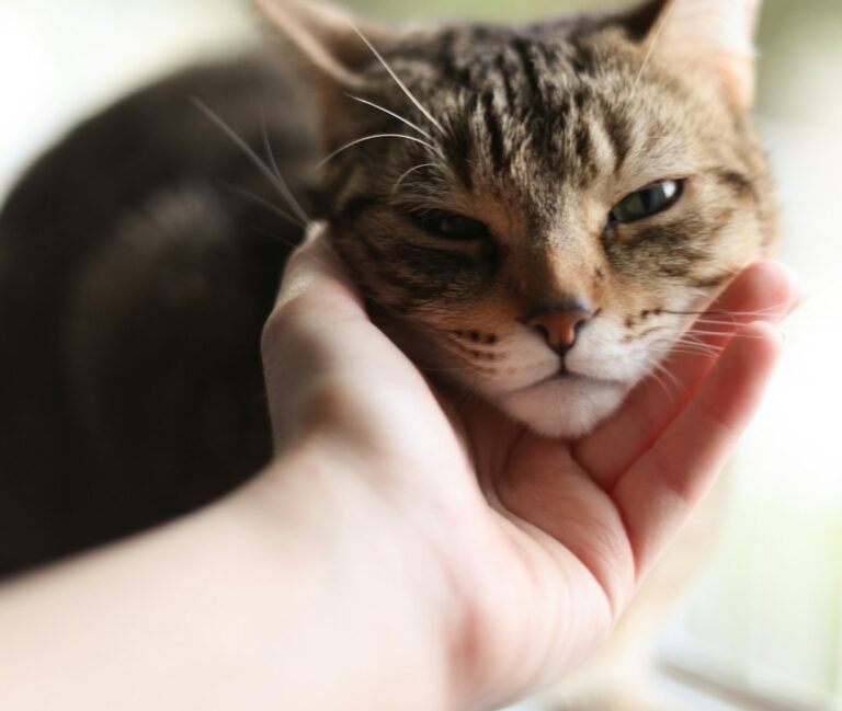 The Slow Blink Is Your Cat's Ultimate Sign of Trust