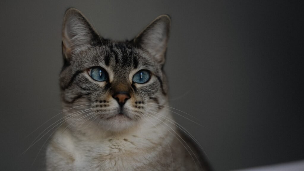 Sacred Gaze: What Ancient Egypt Really Believed 