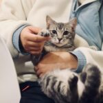 How Can You Tell If Your Cat Is Actually Enjoying Your Cuddles?