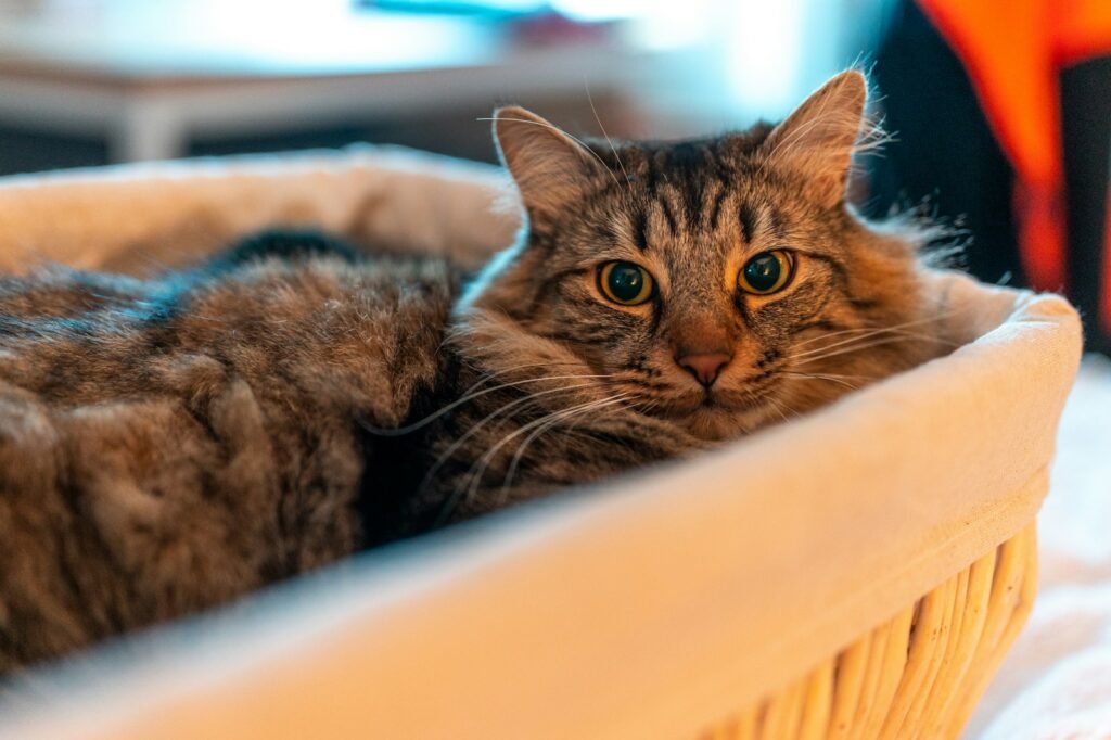 Stress and Anxiety Drive Them to Your Laundry 